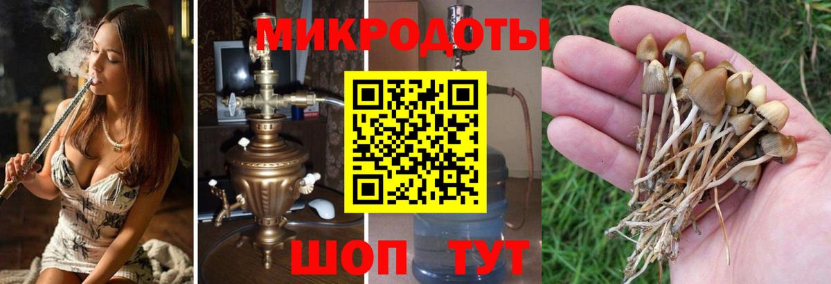 Галлюциногенные грибы Cubensis Ногинск